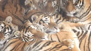 Siberian Tigers Enjoy Winter in Northeastern China