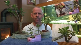 Geldbaum Bonsai schneiden und vermehren Teil 4