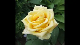 Роза чайно гибридная Желтая Без названия