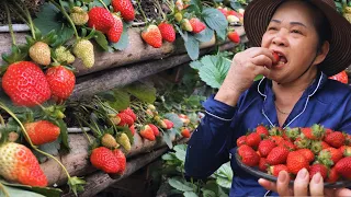 Growing Strawberries at home is easy,Big, sweet and fruityif you know this method