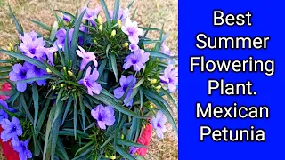 Care oF Mexican Petunia Plant  /All About Best  Summer Flowering Plant Mexican Petunia ll