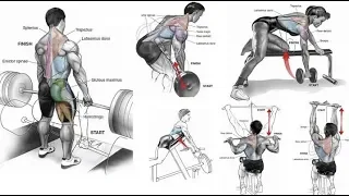 15 TOP BACK EXERCICES / Meilleurs  exercices pour le dos