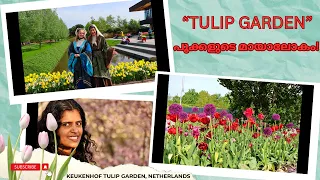 A Walk Through Keukenhof | Tulips Garden| The Garden of Europe | Amsterdam | Netherlands| Malayalam