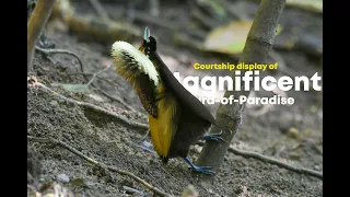 Courtship of Magnificent bird-of-paradise | 4k | West Papua