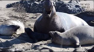 Male elephant seal squashes pup by accident