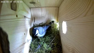 Day 2 Great tit perfects its nest Nest box insights Birdbox