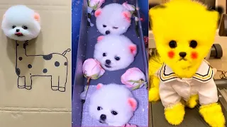 Tik Tok Chó Phốc Sóc Mini 😍 Funny and Cute Pomeranian 70