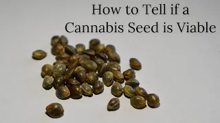 How to Tell if a Cannabis Seed is Viable