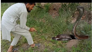 A Man Killed A Snake ||  The Snke Followed Him Then The Jogis Came And Rescued Him |king cobra tv