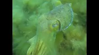 Australian Giant Cuttlefish: Curious Cuttlefish Approaches