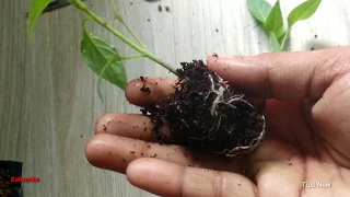 Root Growth Timelapse | Soil Cross Section coconut husk