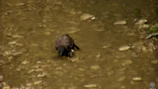 Decorah Eagles 7-5-18 Mom to the creek with D's