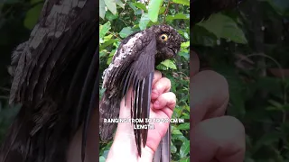 Potoo: Hauntingly Beautiful #shorts