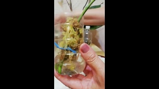 Размножение орхидей в пластиковой бутылке. Мои выводы #орхидеи