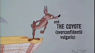 Road Runner & Wile E. Coyote - Latin Translations