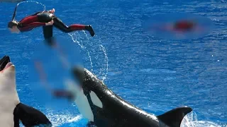 When Orcas Attack