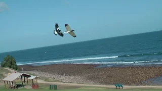 Magpie Glider - Slope Soaring Alula Attack