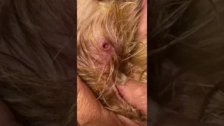 bot fly removal from dog #botfly #doggies