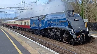 60007 Sir Nigel Gresley Whistles Through Kings Langley on Friday 1st March 2024.