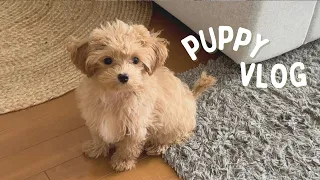 Puppy Vlog🐶: Life with a maltipoo puppy 🐻🤎, trying new toys 🦴