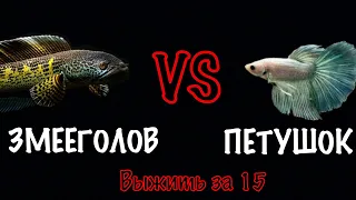 Змееголов VS петушок. Что будет если к змееголову закинуть петушка! Channa pulchra