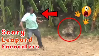 5 Scary Leopard encounters that will blow your mind‼️