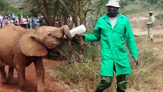 Nairobi (Kenya) - Sheldrick Wildlife Trust