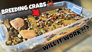 Breeding Fiddler Crabs (DIY Bin Setup)