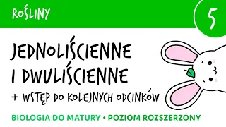 Rośliny 5 - Jednoliścienne i dwuliścienne; wstęp do kolejnych odcinków z roślin - biologia do matury