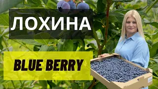 Як виростити лохину і заробити на цьому. Коротка відео інструкція по вирощуванню лохини