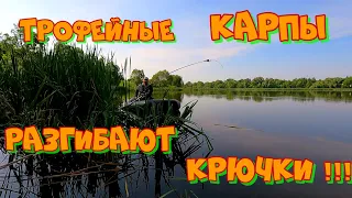 Ловля КАРПА  в КАМЫШЕ ! Удачная РЫБАЛКА на боковой кивок !