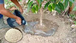 The best fertilizer for all type of plants, how to fertilizer mango