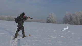 Охота на зайца. ТАКОГО Я ЕЩЁ НЕ ВИДЕЛ!! Тропление зайца в одиночку.