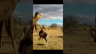 Goat attack camel #shorts