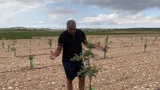 Truffle Farms Europe Truffle Tree Growth at El Pozuelo