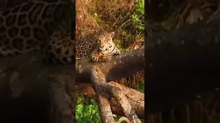 Ягуар и его жизнь на диком природе