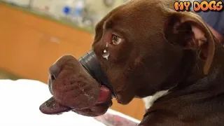 Rescue a Sweet Dog With Duct Tape Around Her Mouth Makes Amazing Recovery