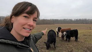 Small Scale Cattle Farm Tour | Raising Beef on ONE Acre