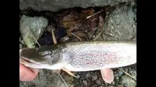 Northern pike. St. Clair river. (pt. 2)