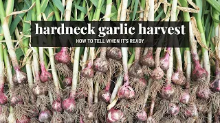 HUGE hardneck garlic harvest!! 🤩 & how to know when it's ready | GroundedHavenHomestead