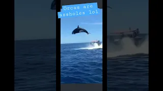 Orcas are assholes! #killerwhales