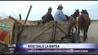 RĂSCOALĂ LA SINTEA