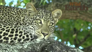 WildEarth - Sunrise - 20 January 2021