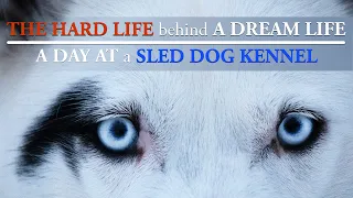 A DAY AT A SIBERIAN HUSKY KENNEL in LAPLAND | Dream Life with Sled Dogs