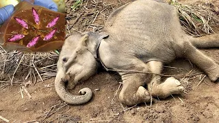 Baby elephant begging for life with parasite infestation in liver ,healed with proper treatment
