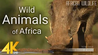 4K African Wildlife - Wild Animals of Africa - Real Sounds of Africa - 10 bit color