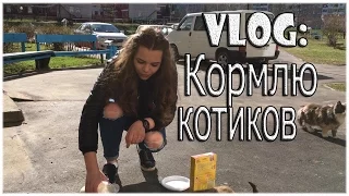 НАКОРМИЛА БЕЗДОМНЫХ КОТИКОВ!!! Помощь бездомным животным!!!