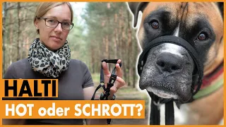 Hund zieht extrem an der Leine I Unbedingt anschauen wenn du ein Halti benutzen möchtest