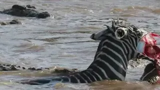 Zebra's face ripped off by crocodiles crossing Mara river on Safari in Africa