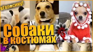 подборка смешные собаки   в Костюмах.  2019 ЛУЧШИЕ ПРИКОЛЫ
